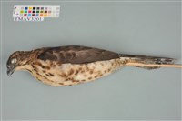 藏品(鳳頭蒼鷹)的圖片